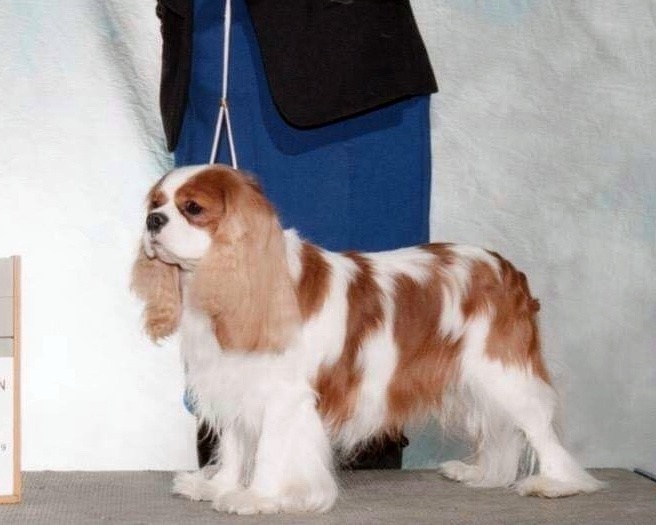 Finn