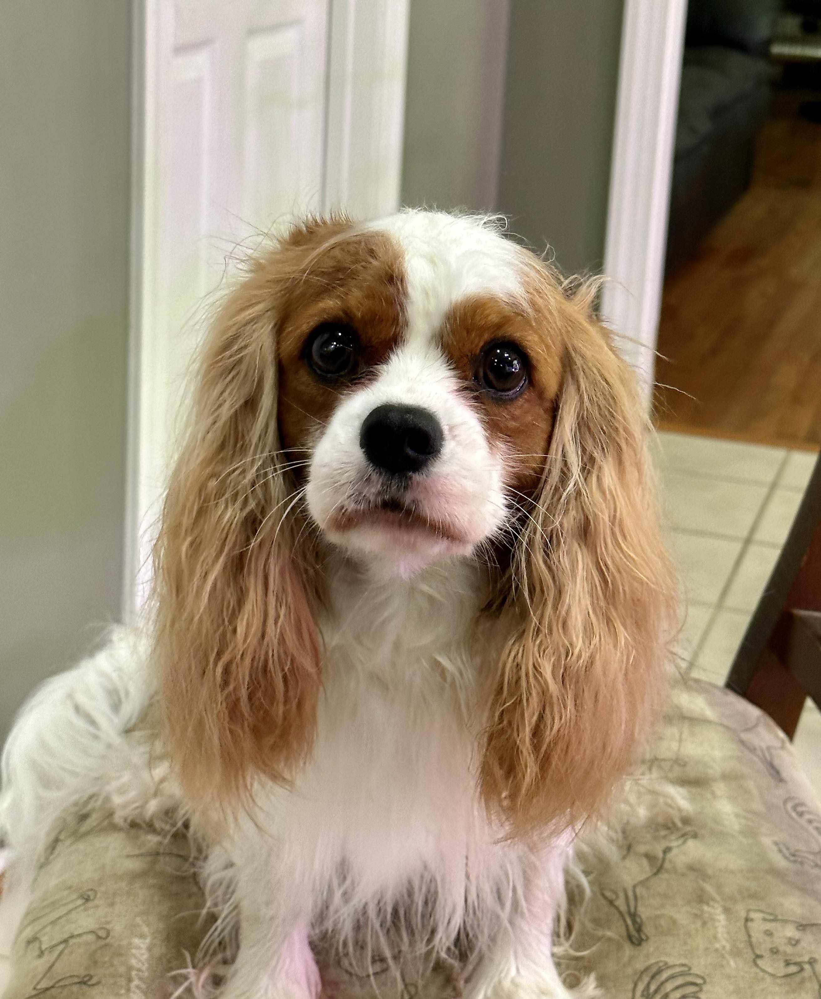 Nellie