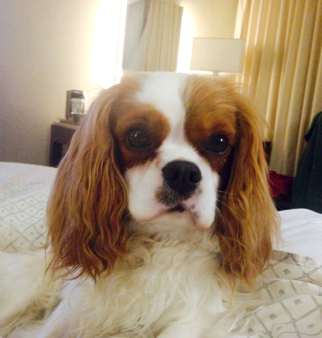 Piper